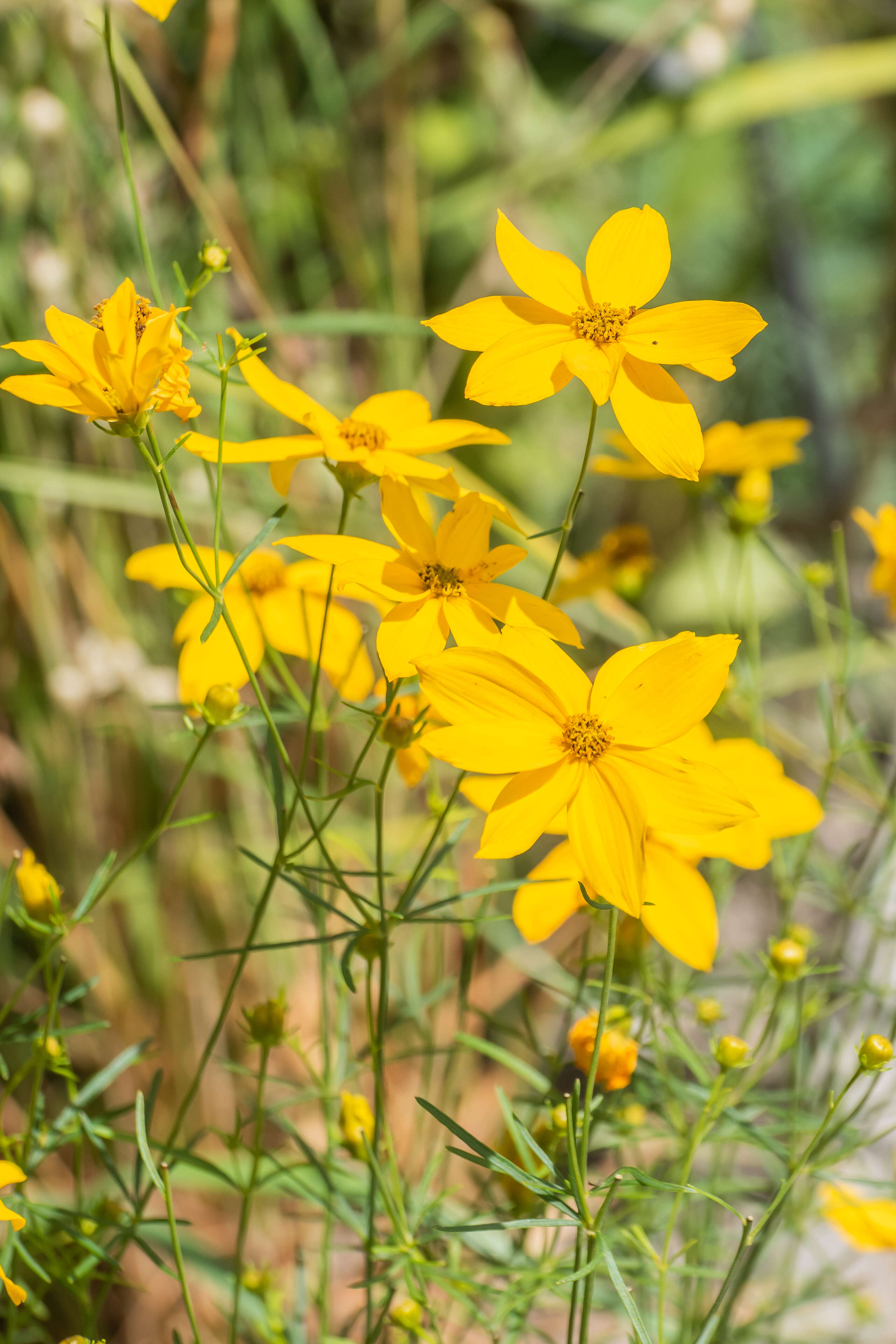 Image of whorled tickseed