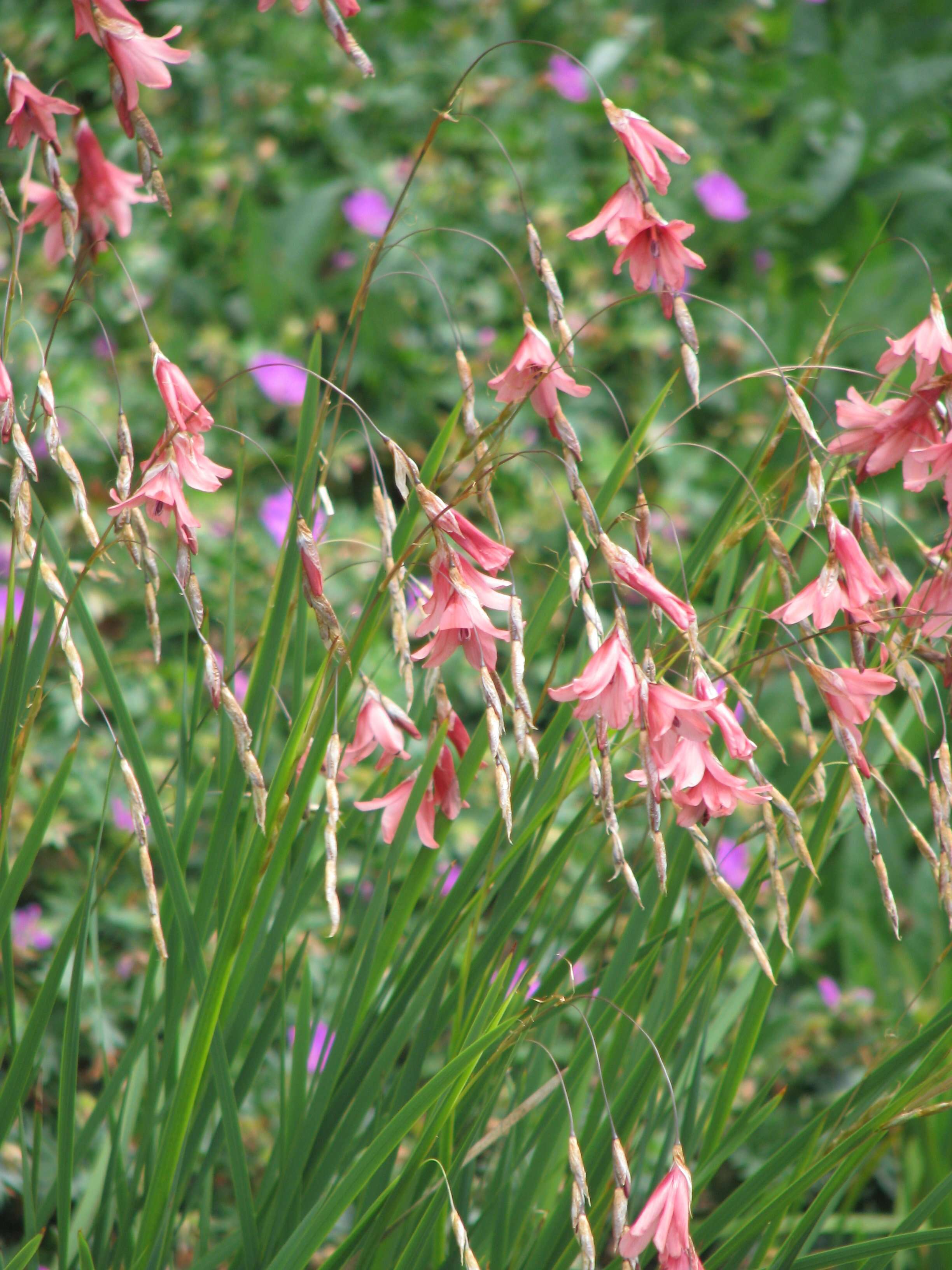 Imagem de Dierama igneum Klatt