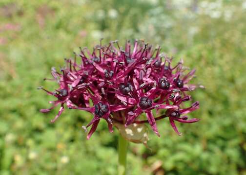 Image of Allium atropurpureum Waldst. & Kit.