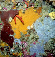 Image of Red coral