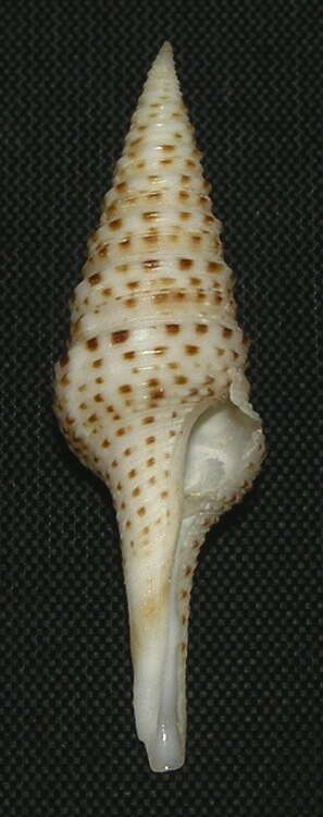 Image of Gemmula webberae Kilburn 1975