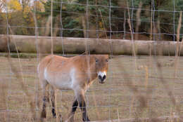 Image of Asian Wild Horse