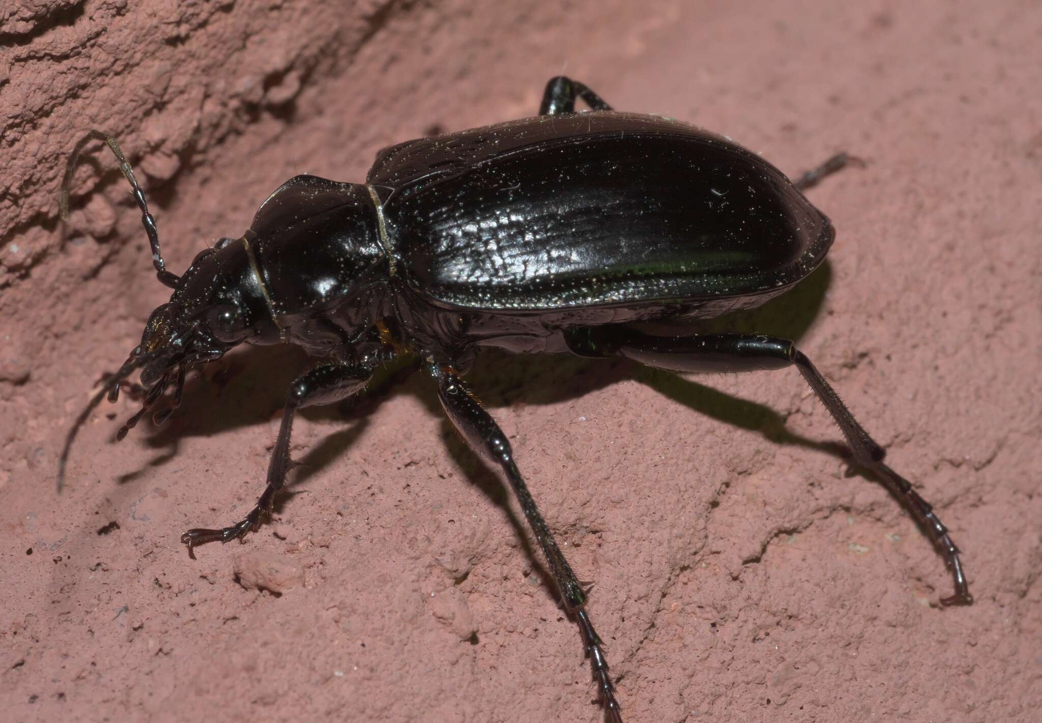 Слика од Calosoma (Carabosoma) marginale Casey 1897