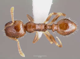 Imagem de Temnothorax americanus