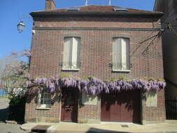 Plancia ëd Wisteria floribunda (Willd.) DC.