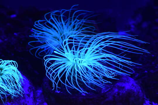 Image of Mediterranean cerianthid