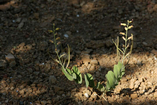 Image of heartleaf twistflower