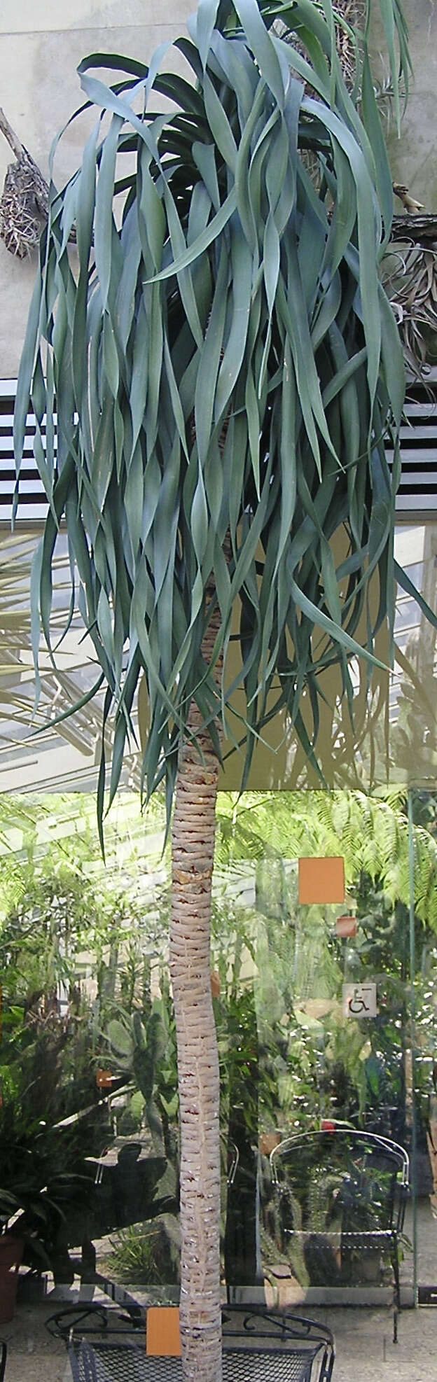 Image of large-leaved dragon tree