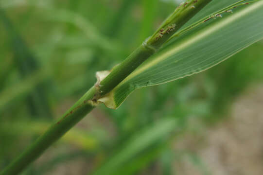 Image of Johnson grass