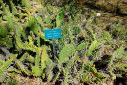 Image of Opuntia sulphurea G. Don ex Loudon