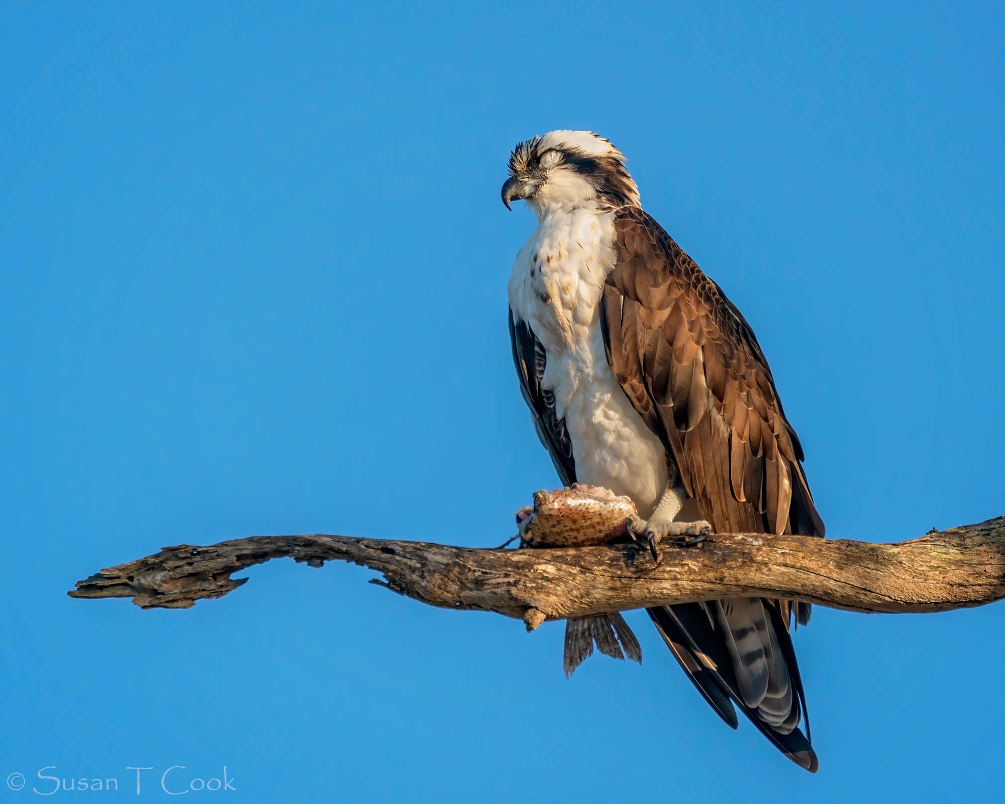 Image of ospreys