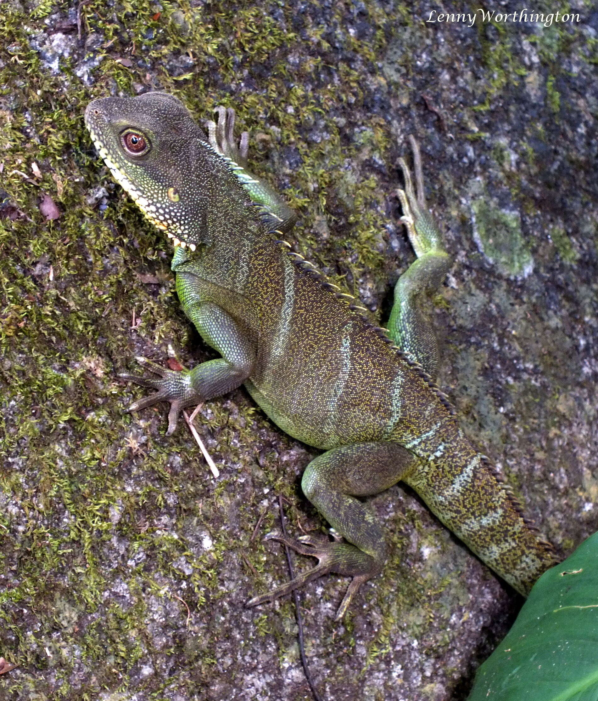 Physignathus resmi