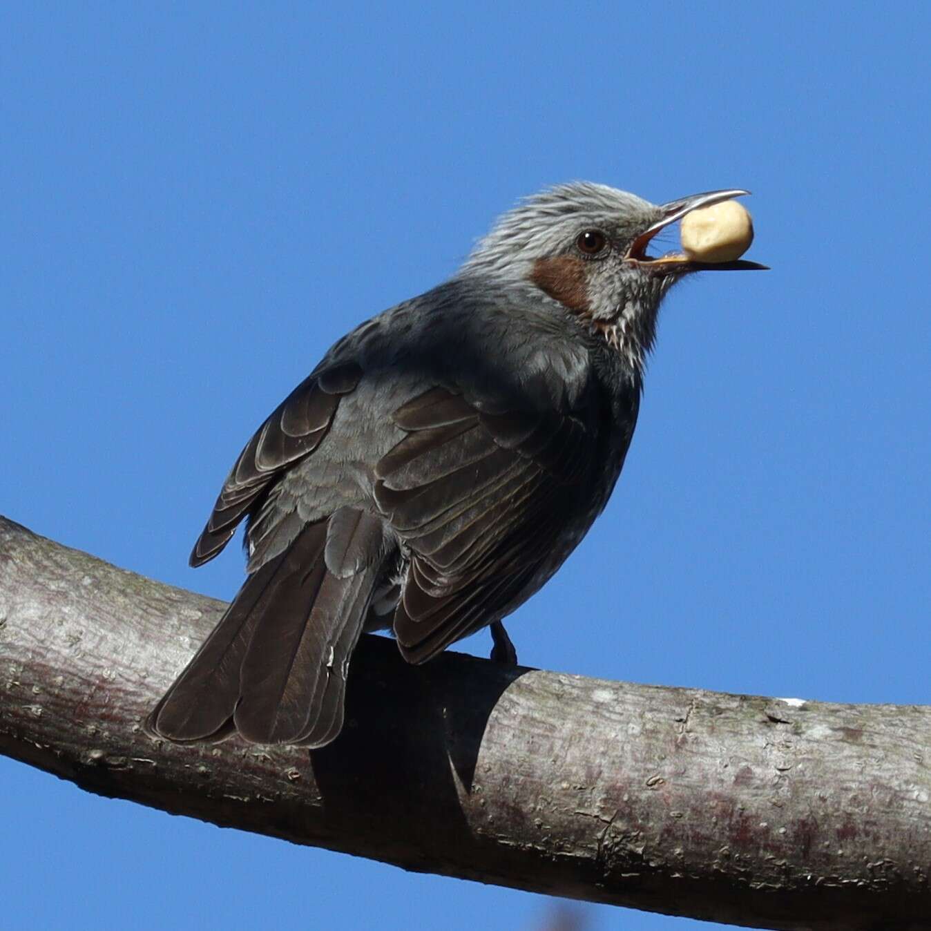 Image of Brown-eared Bulbul