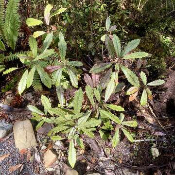 Image of Quintinia serrata A. Cunn.