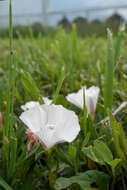 Image of Field Bindweed