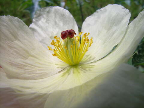 Imagem de Argemone ochroleuca Sweet