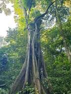 Image of Florida strangler fig