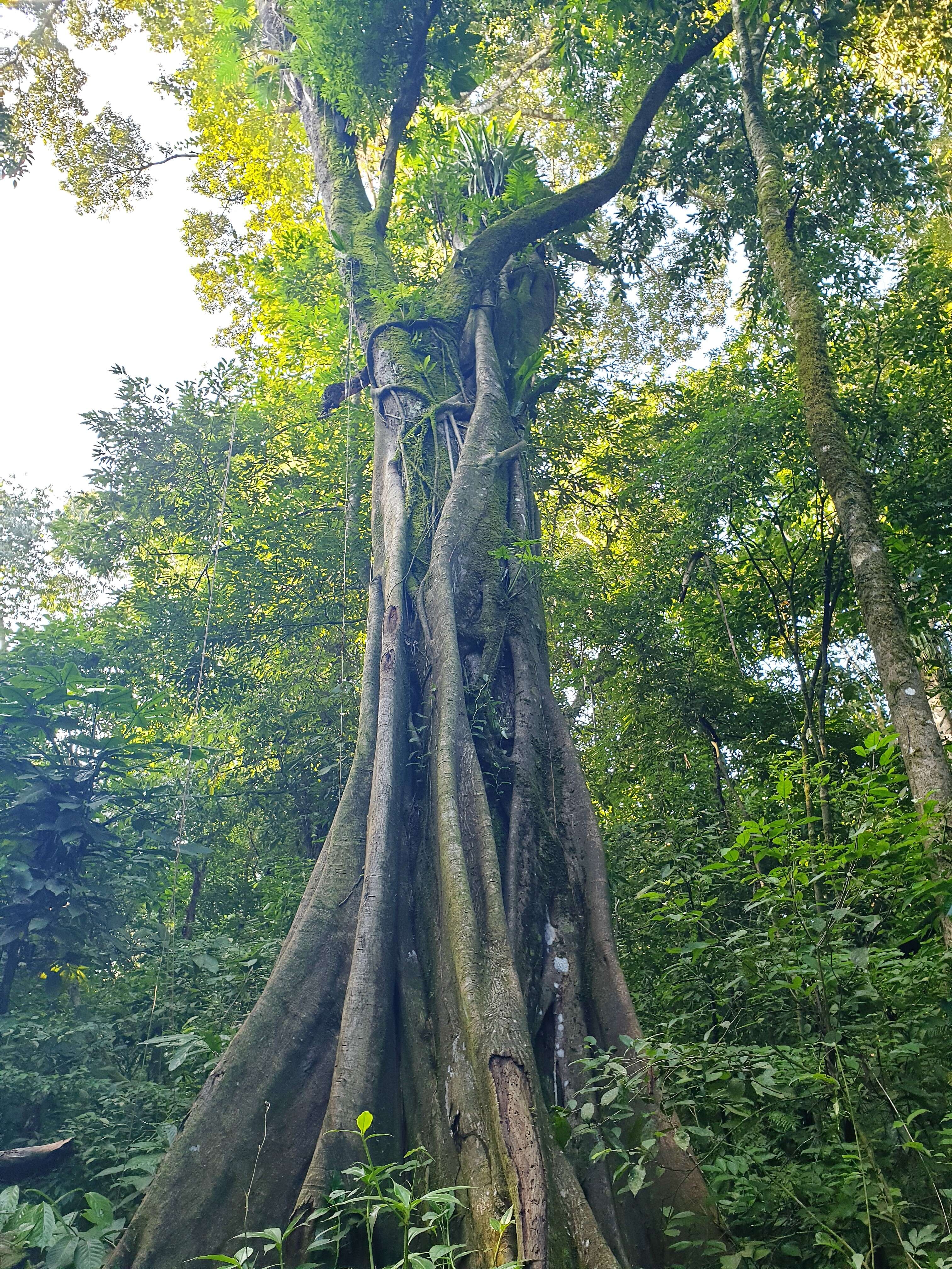 Ficus aurea Nutt.的圖片