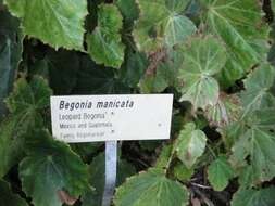 Слика од Begonia manicata Brongn.