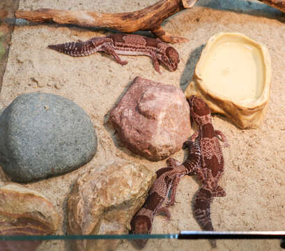 Image of Fat-tail Gecko