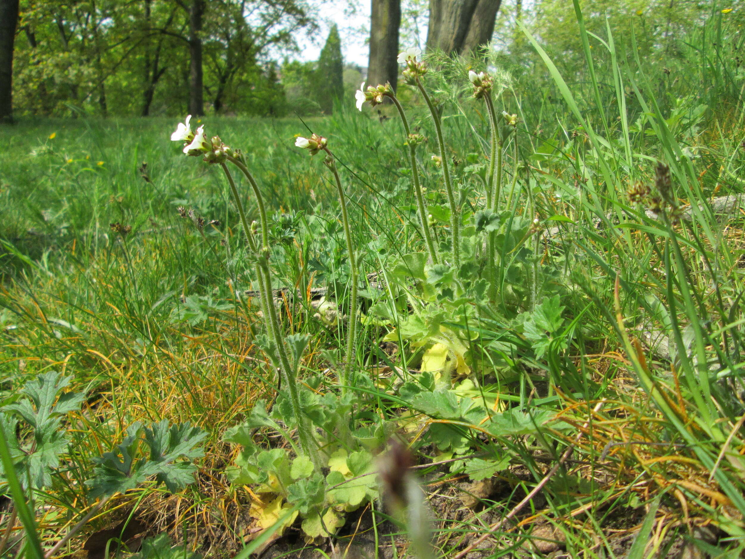 Image of Meadow Saxifrage