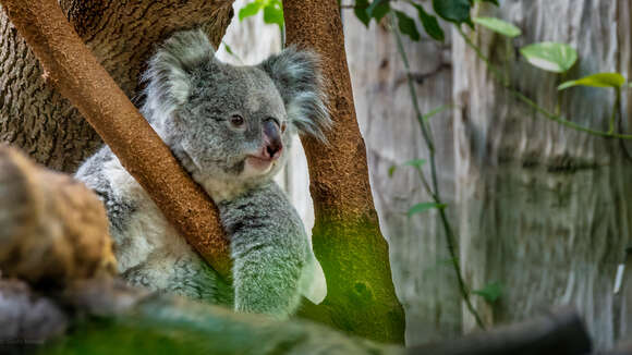 Image of koalas