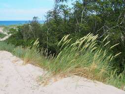 Image of European beachgrass