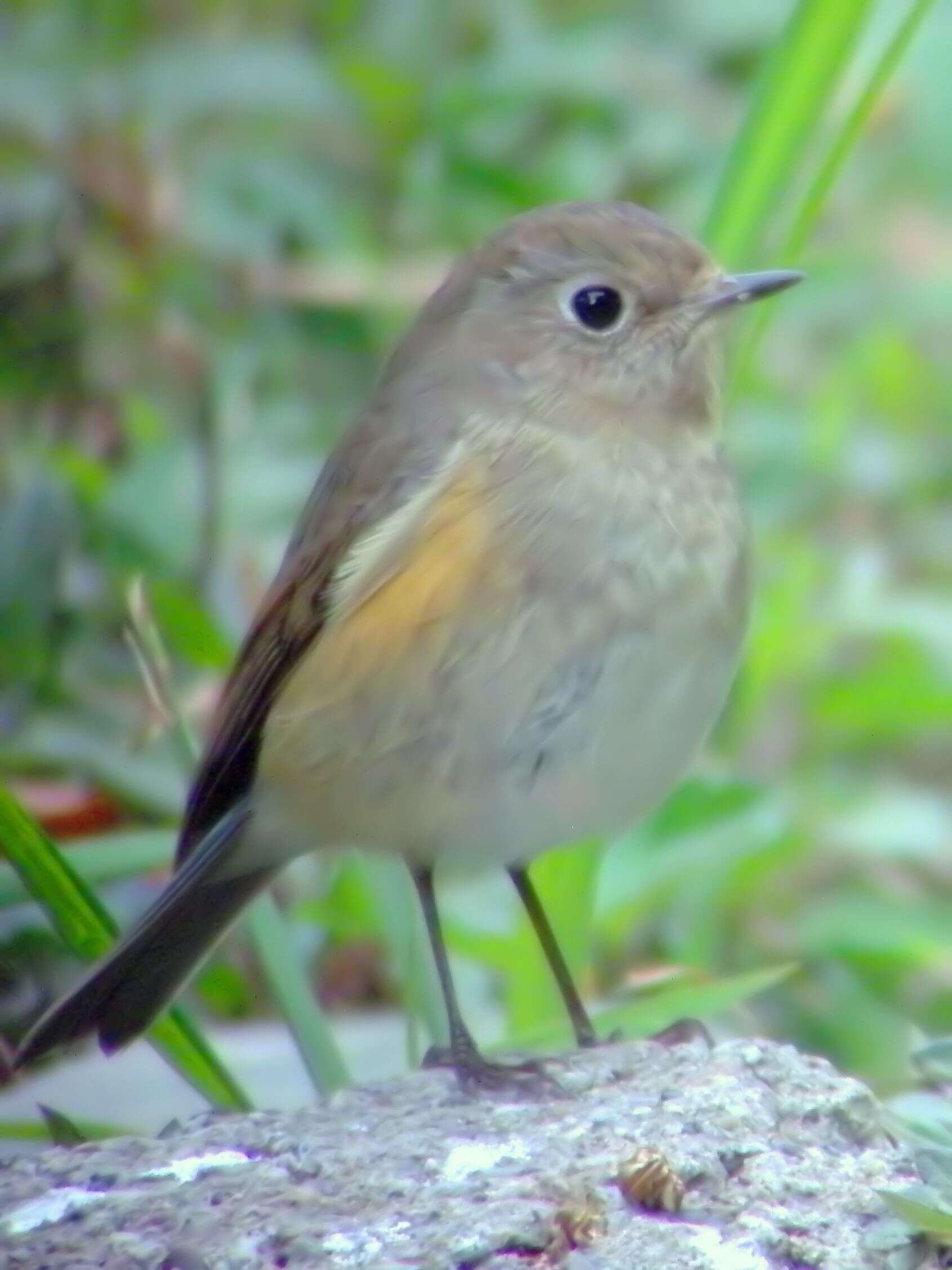 Image of Orange-flanked Bush-Robin