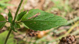 Image of wild basil