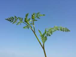 Image of bur chervil