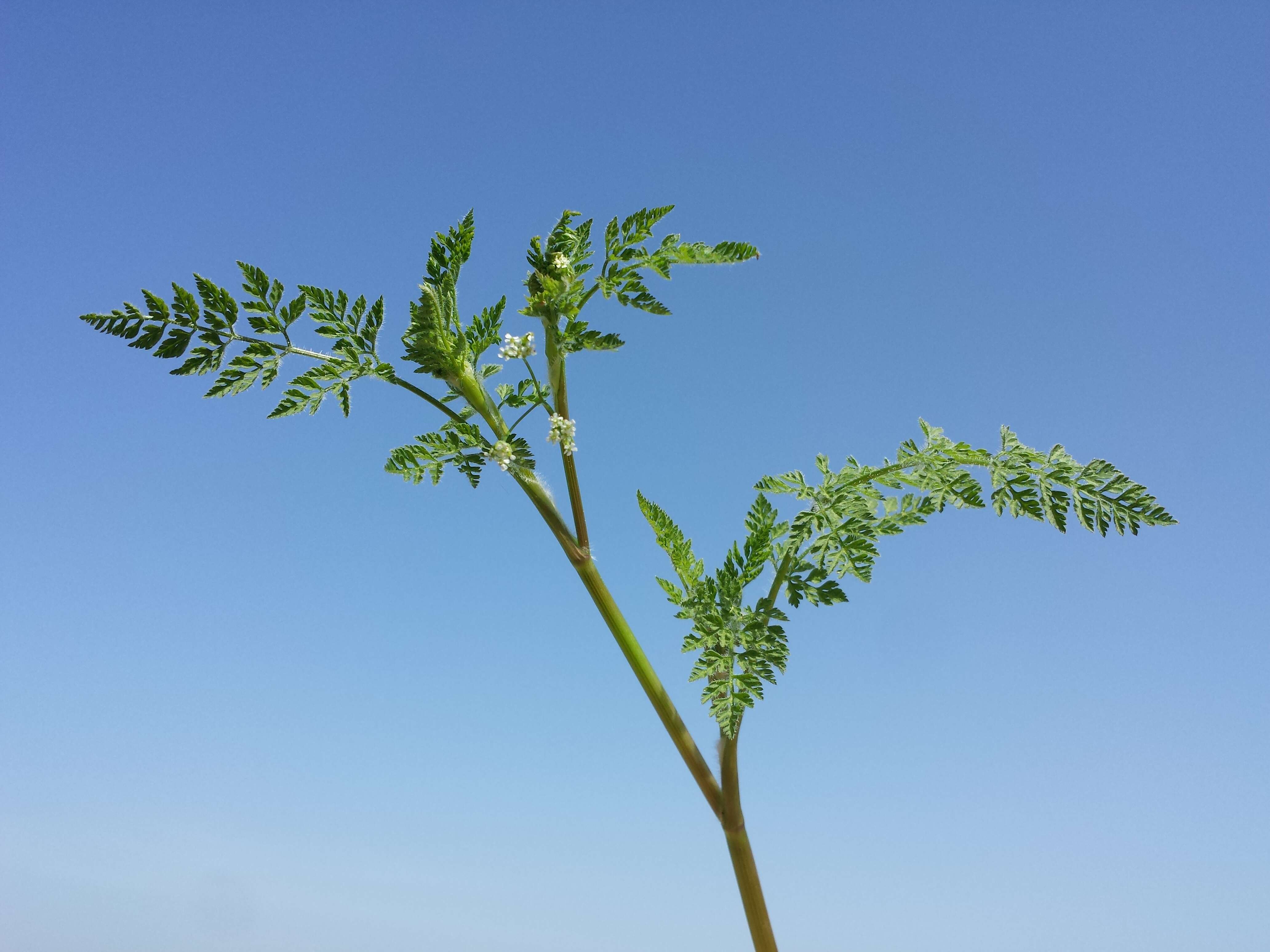 Image of bur chervil