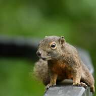 Image of Plantain Squirrel