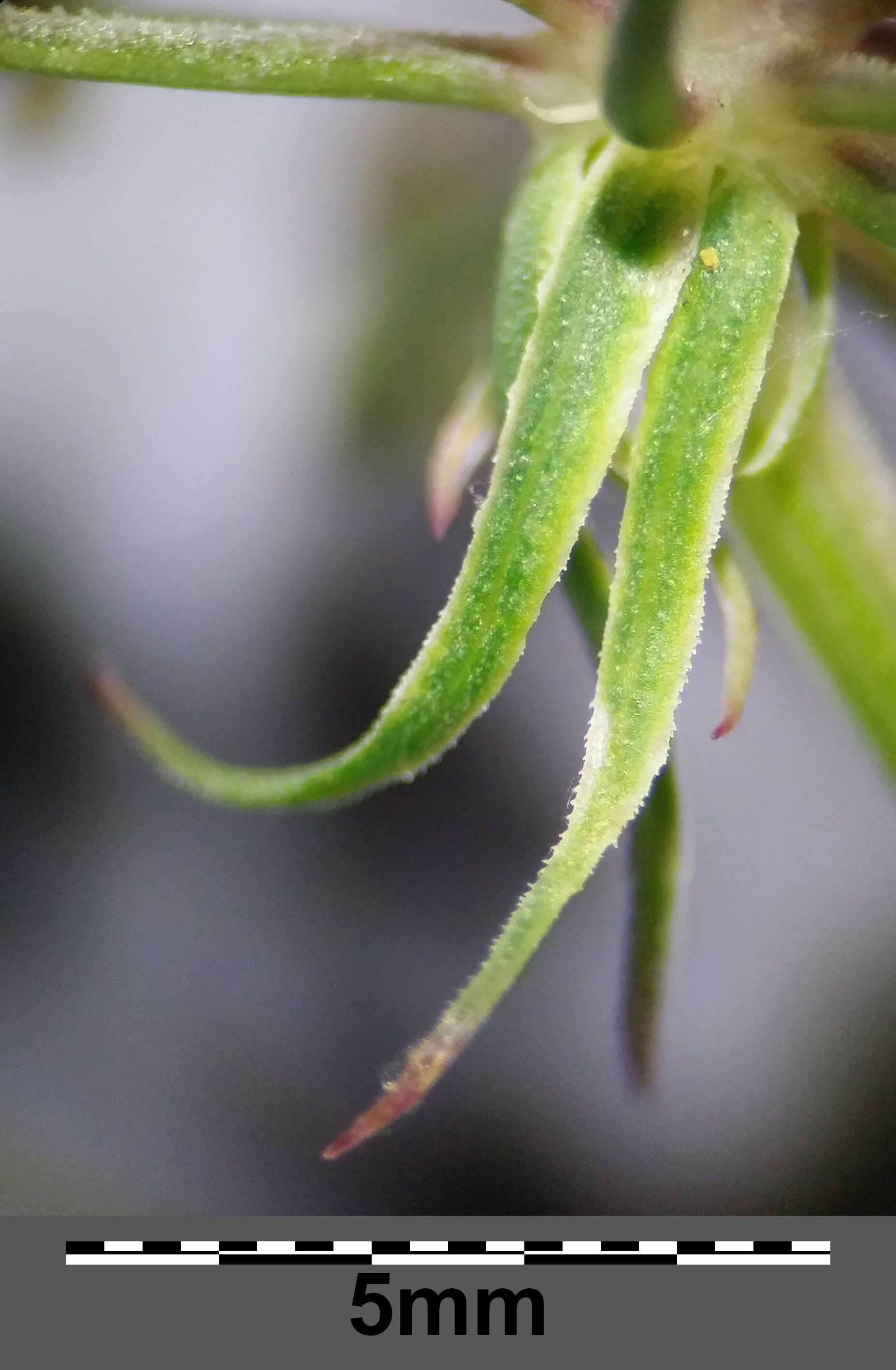 Image of Peucedanum palustre