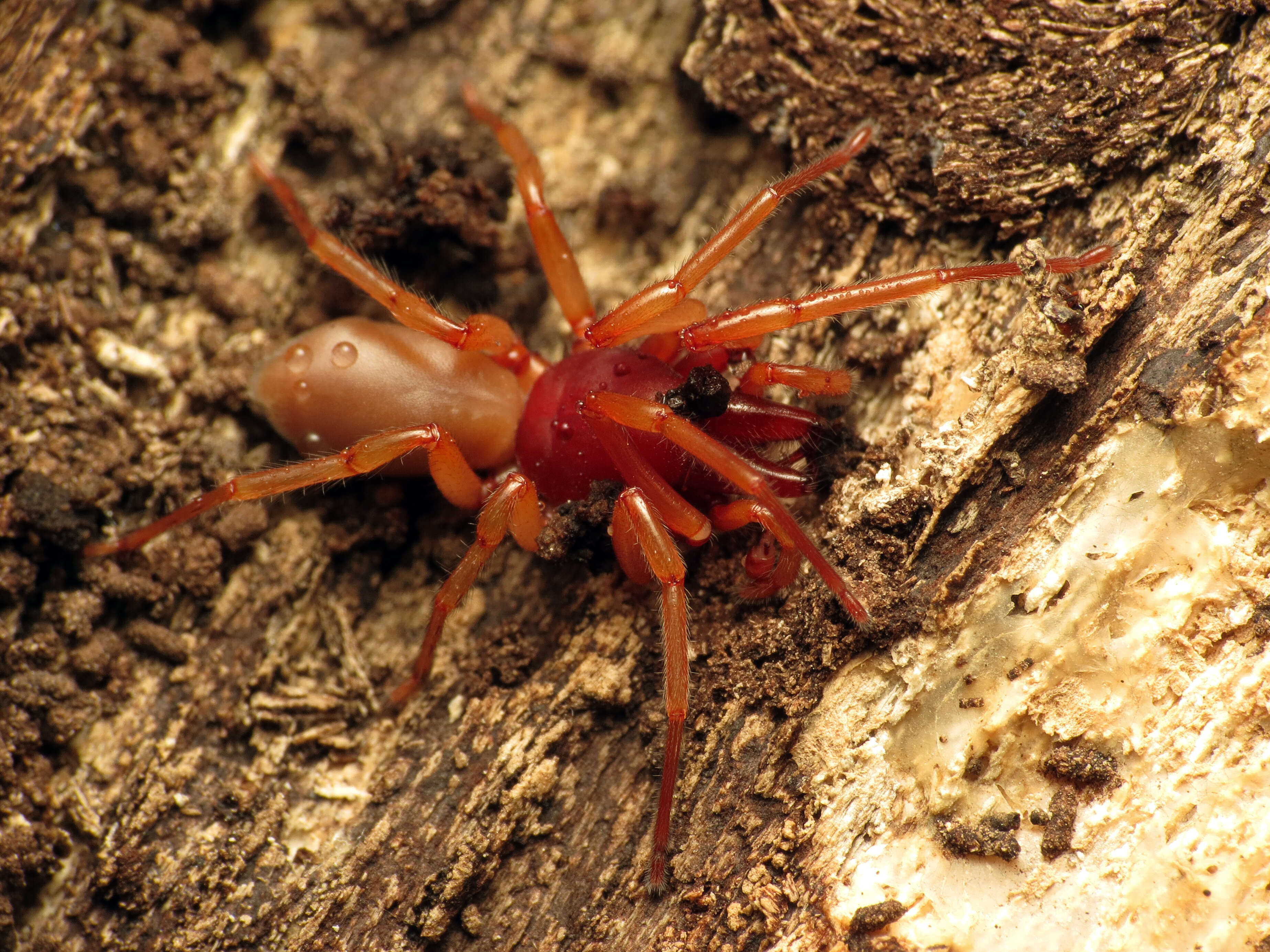 Image de Dysdera crocata C. L. Koch 1838