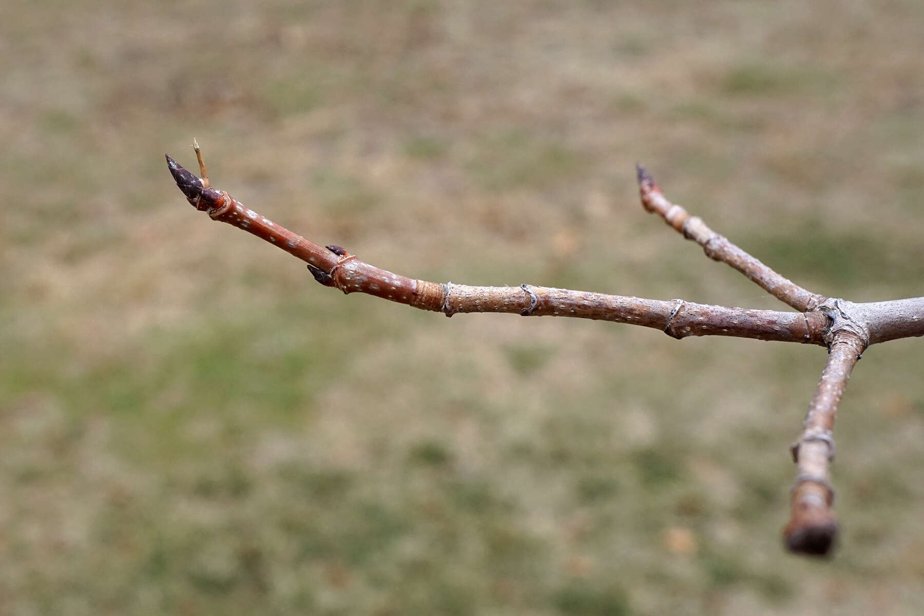 Image of sugar maple