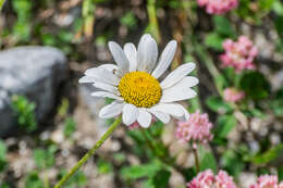 Image of Oxeye Daisy