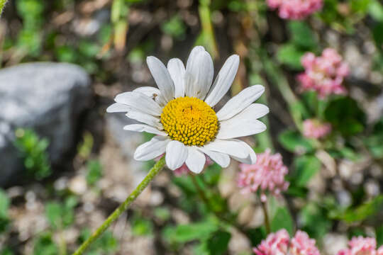 Image of Oxeye Daisy