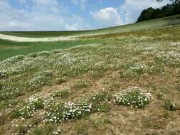 Image of corn chamomile