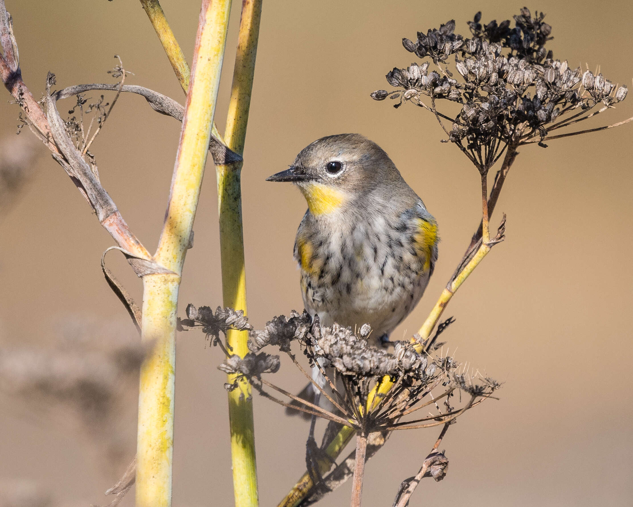 Image de Paruline d’Audubon