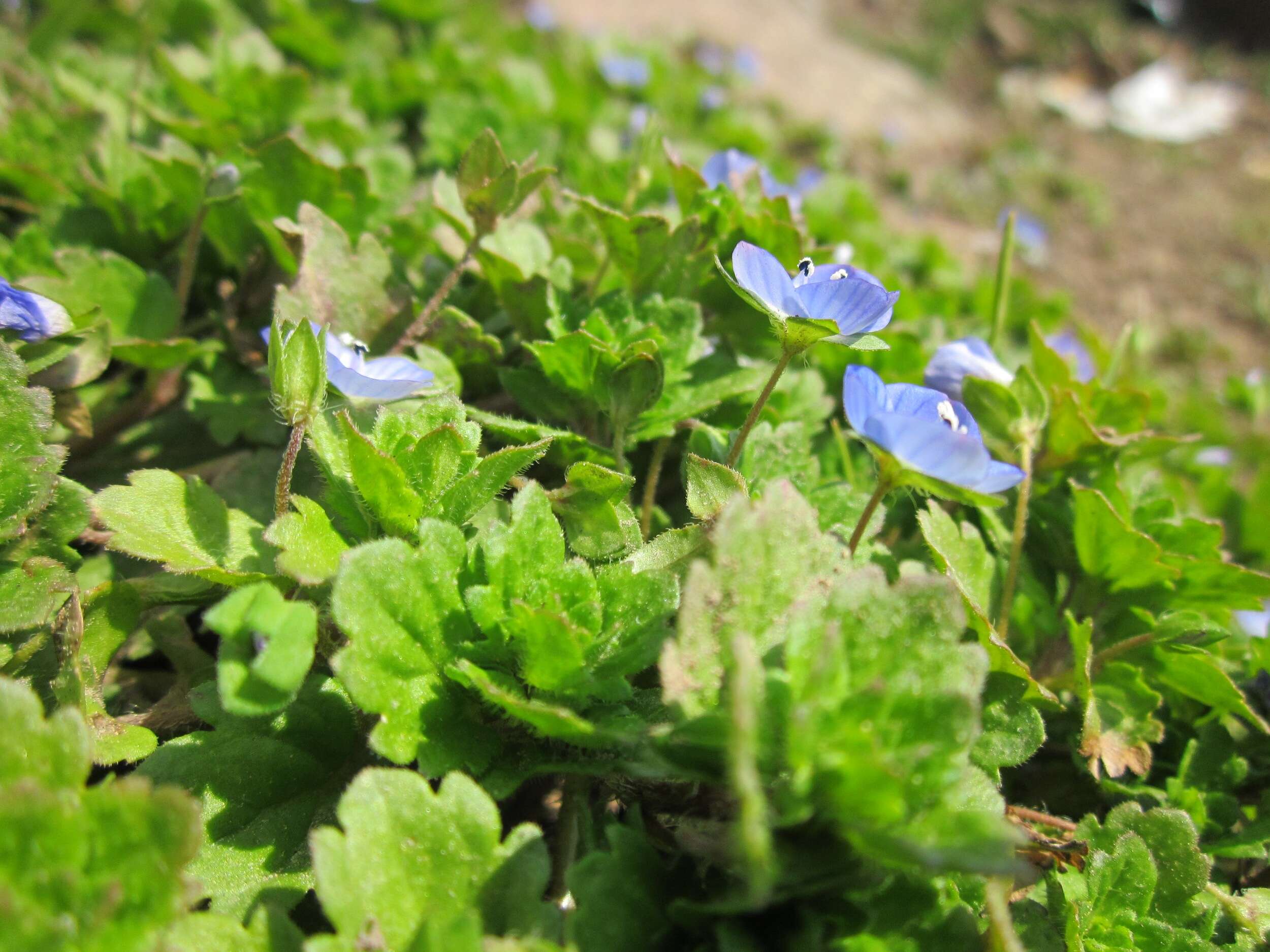 Image of birdeye speedwell