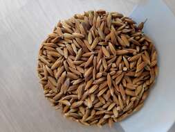 Image of rice