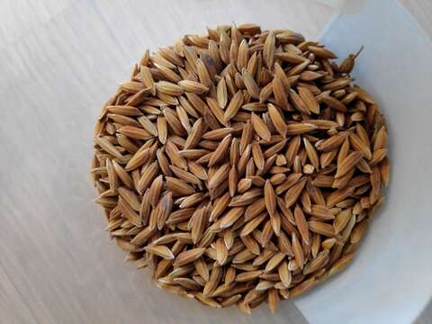 Image of rice