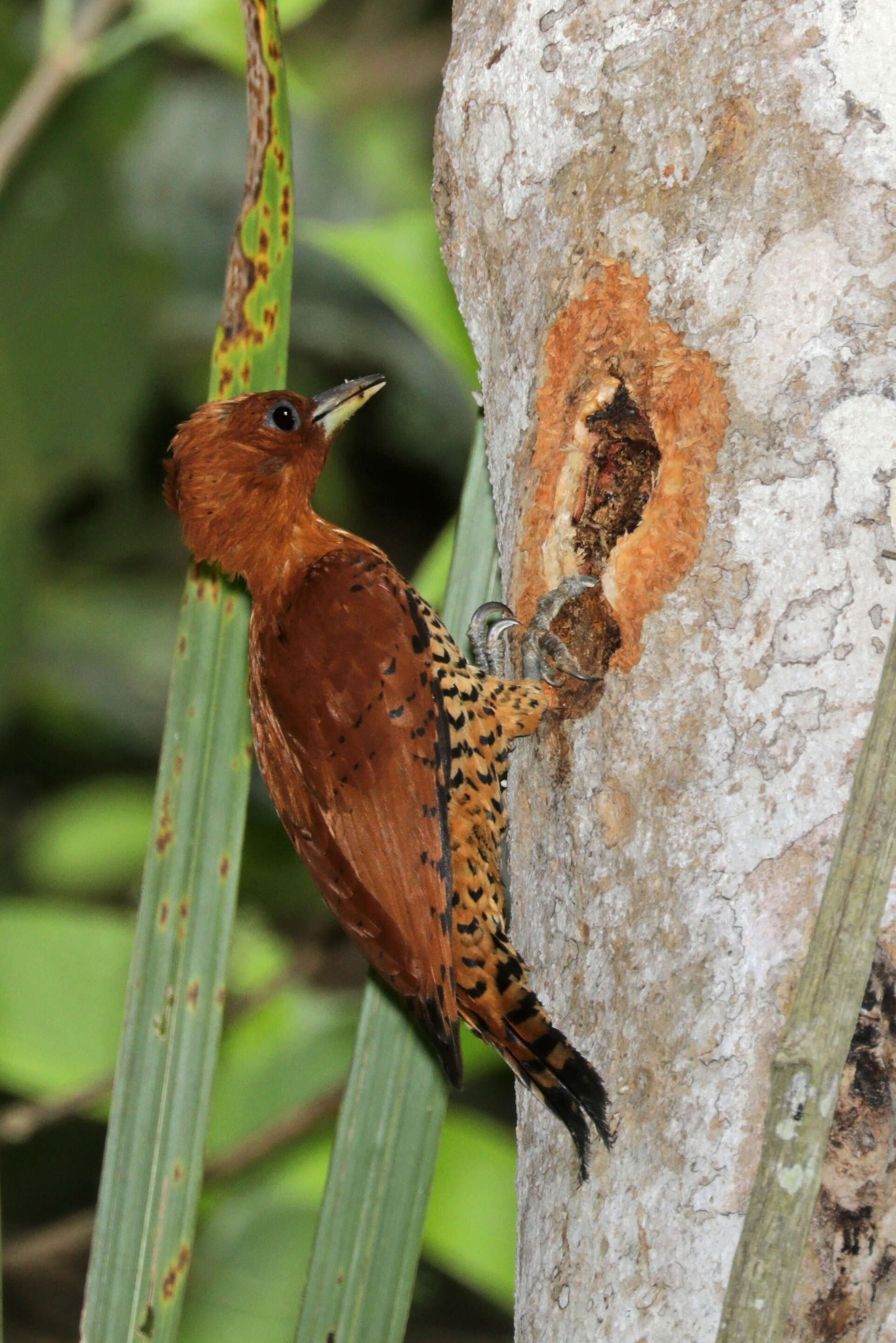 Image of Cinnamon Woodpecker