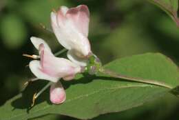 Lonicera nigra L. resmi