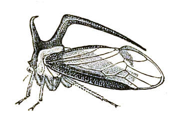 Image de Membracidae