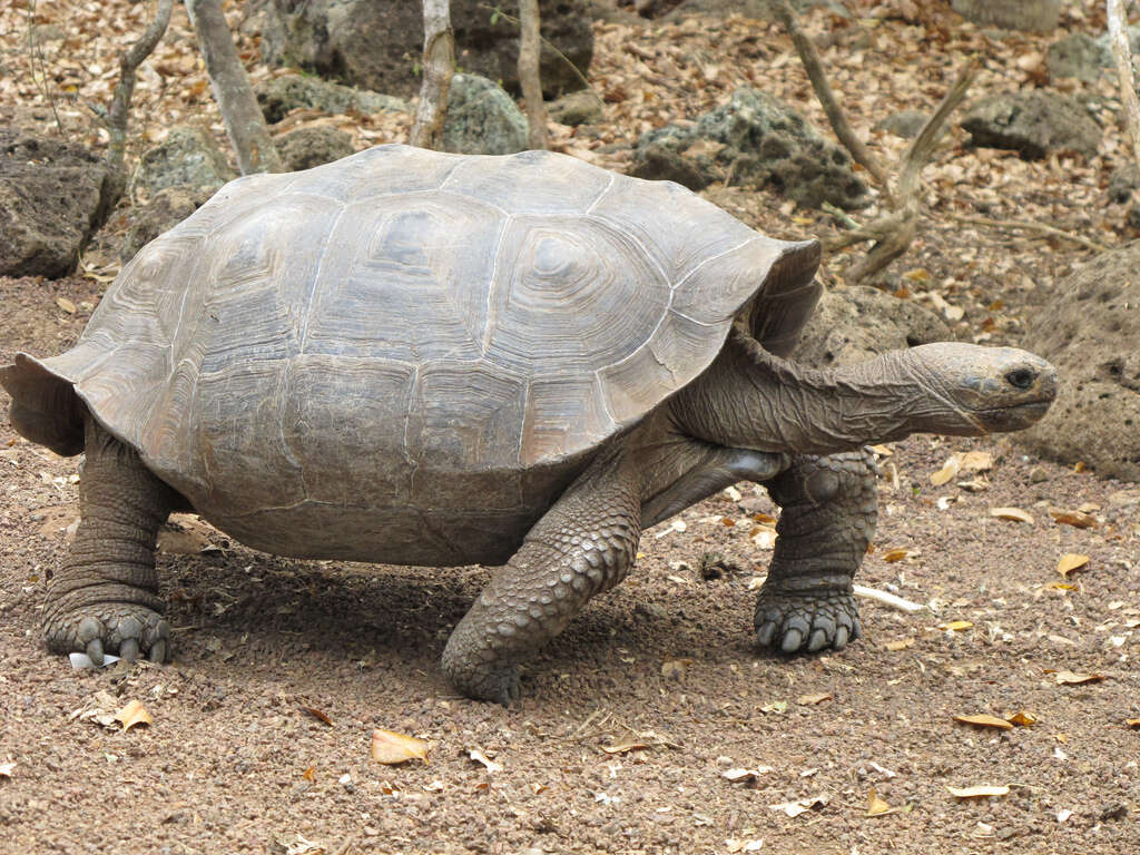 Слика од Chelonoidis chathamensis (Van Denburgh 1907)