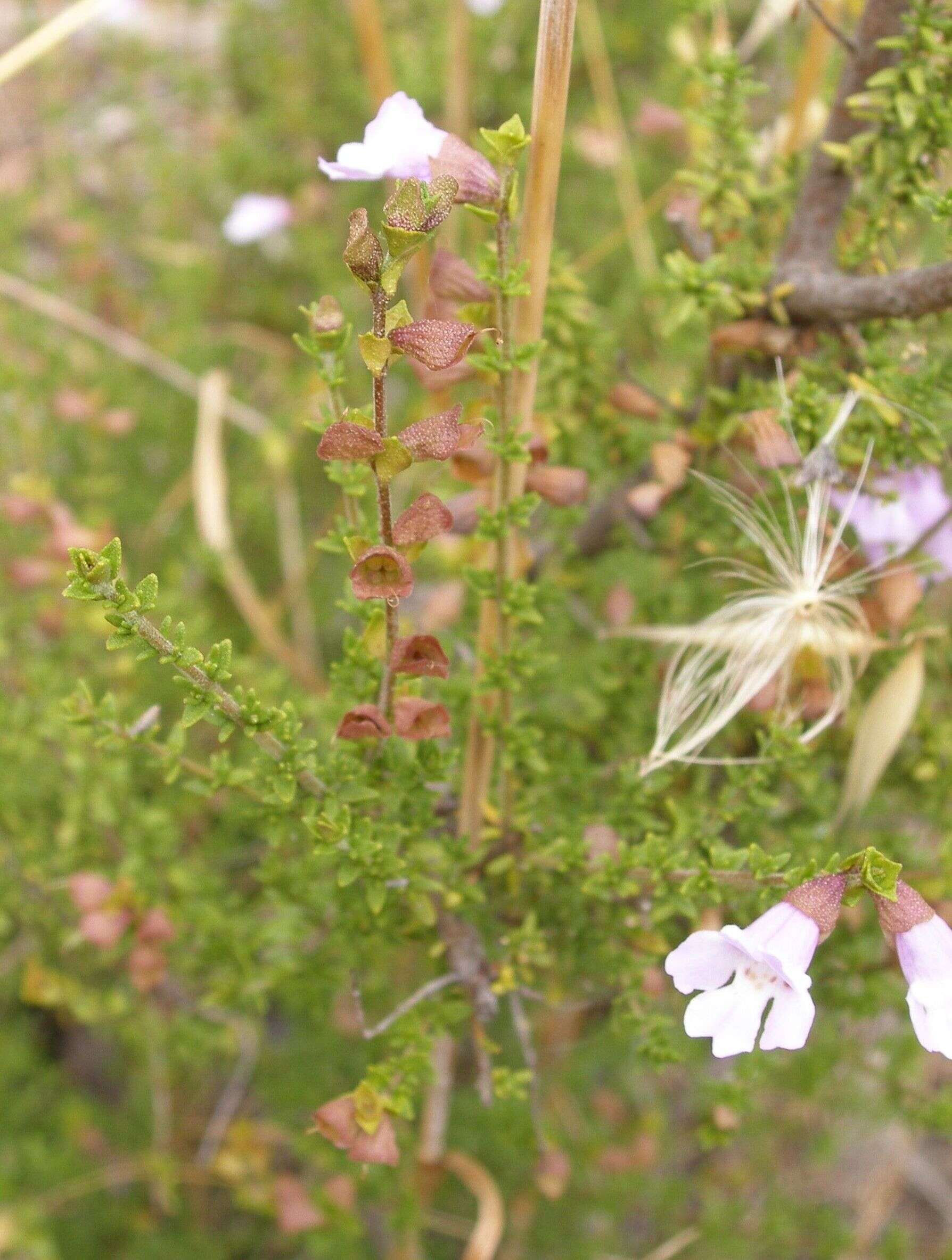 Image of Monarto Mint-bush