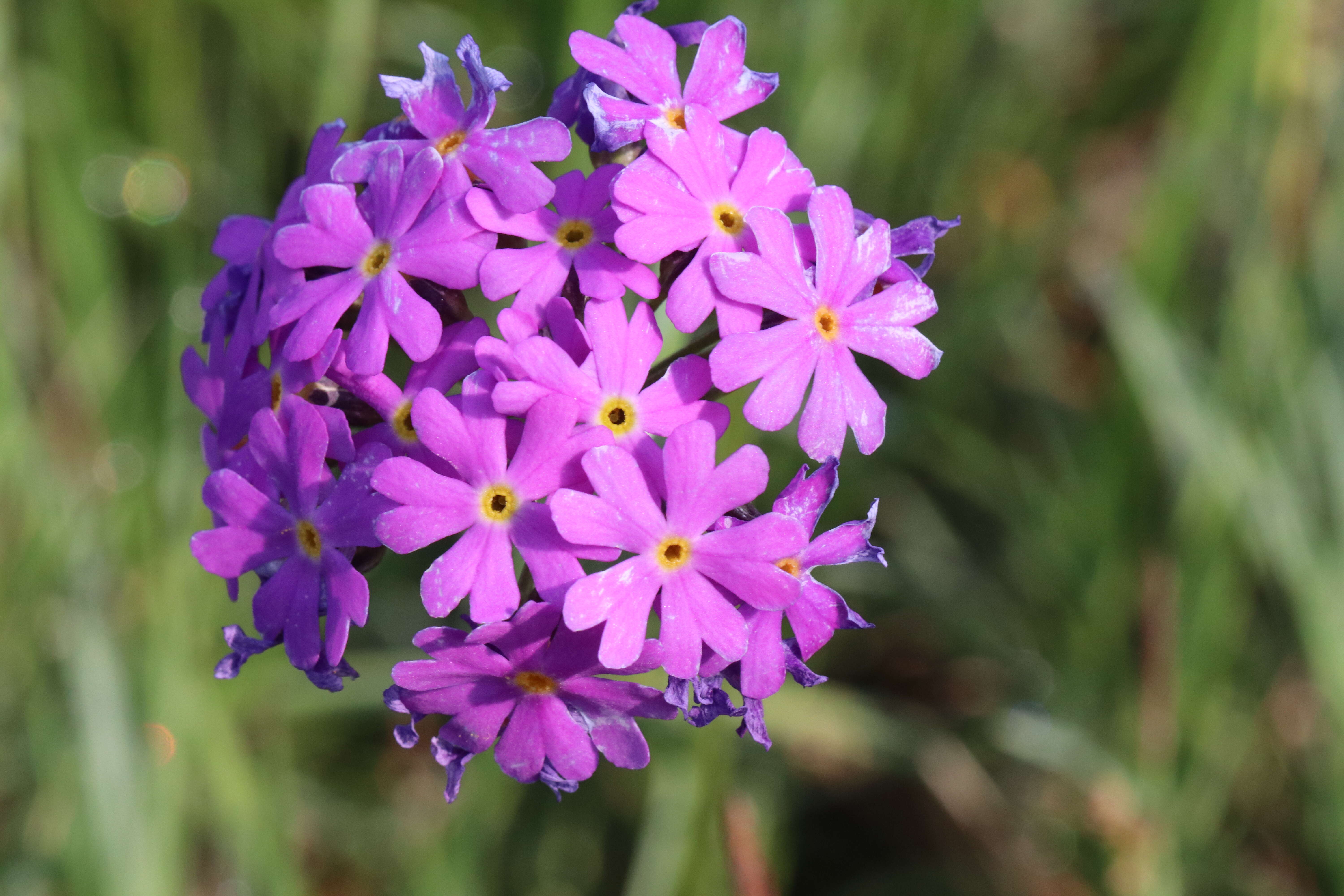 Plancia ëd Primula farinosa L.