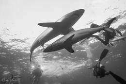 Image of Caribbean Reef Shark