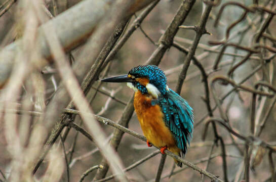 Image of Common Kingfisher